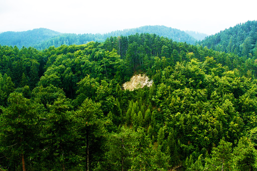 Pădure